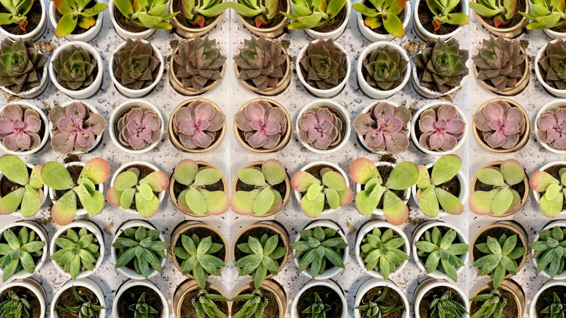 2025 Earth Day Plants